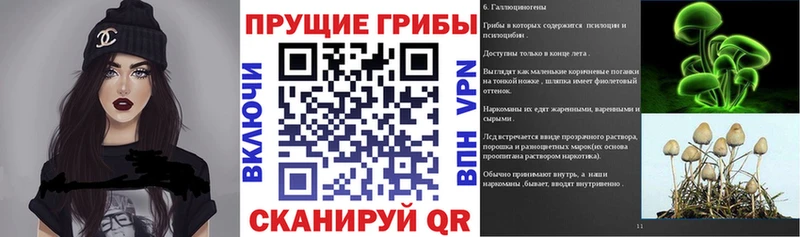Купить  Сусуман  Псилоцибиновые грибы Psilocybe 